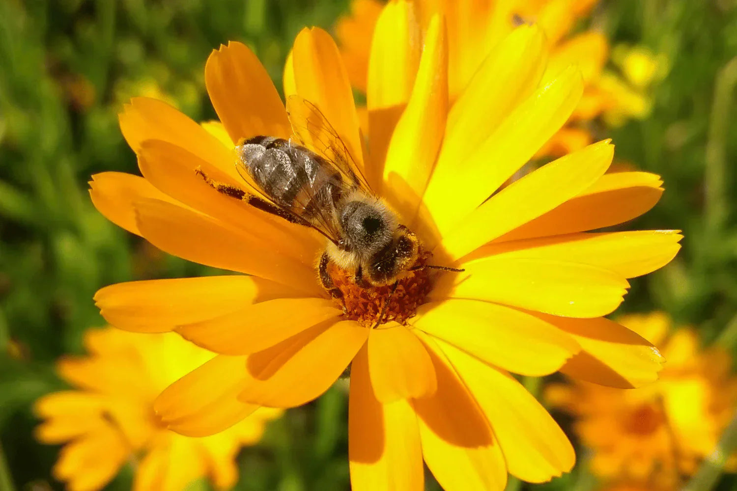 Protecting our pollinators this World Bee Day